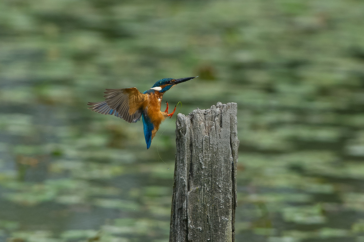 The Martino is coming