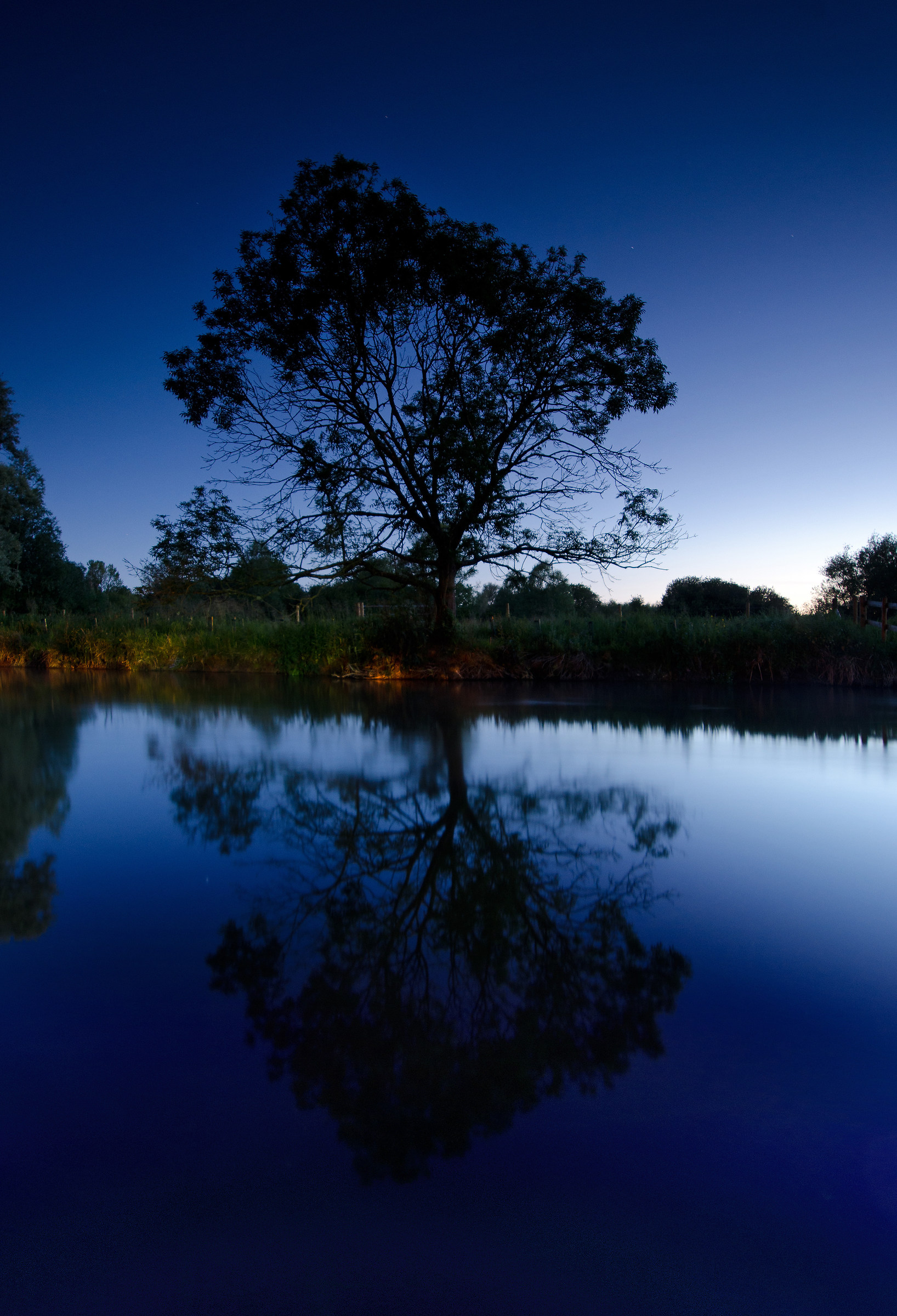 Crepuscolo Albero di riflessione
