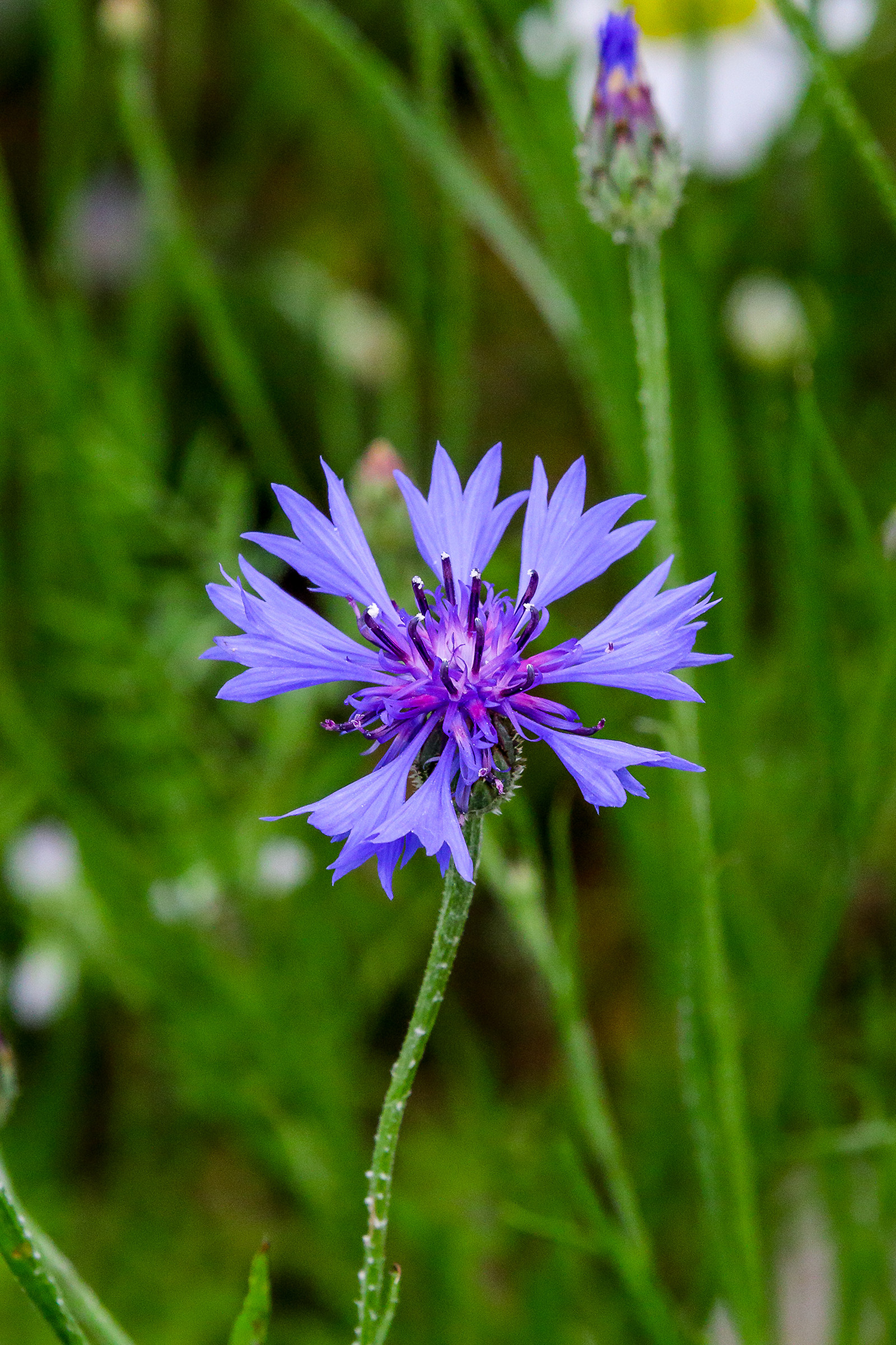 Flower Lentil (Castelluccio2015)