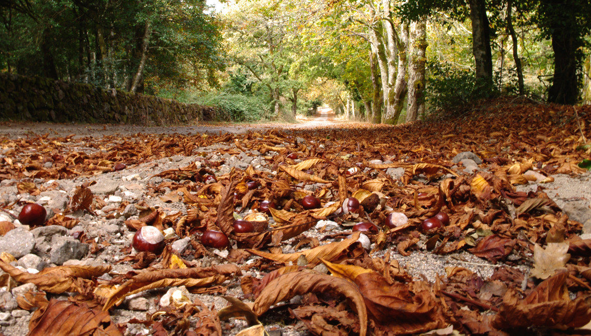 Avenue of leaves and chestnuts