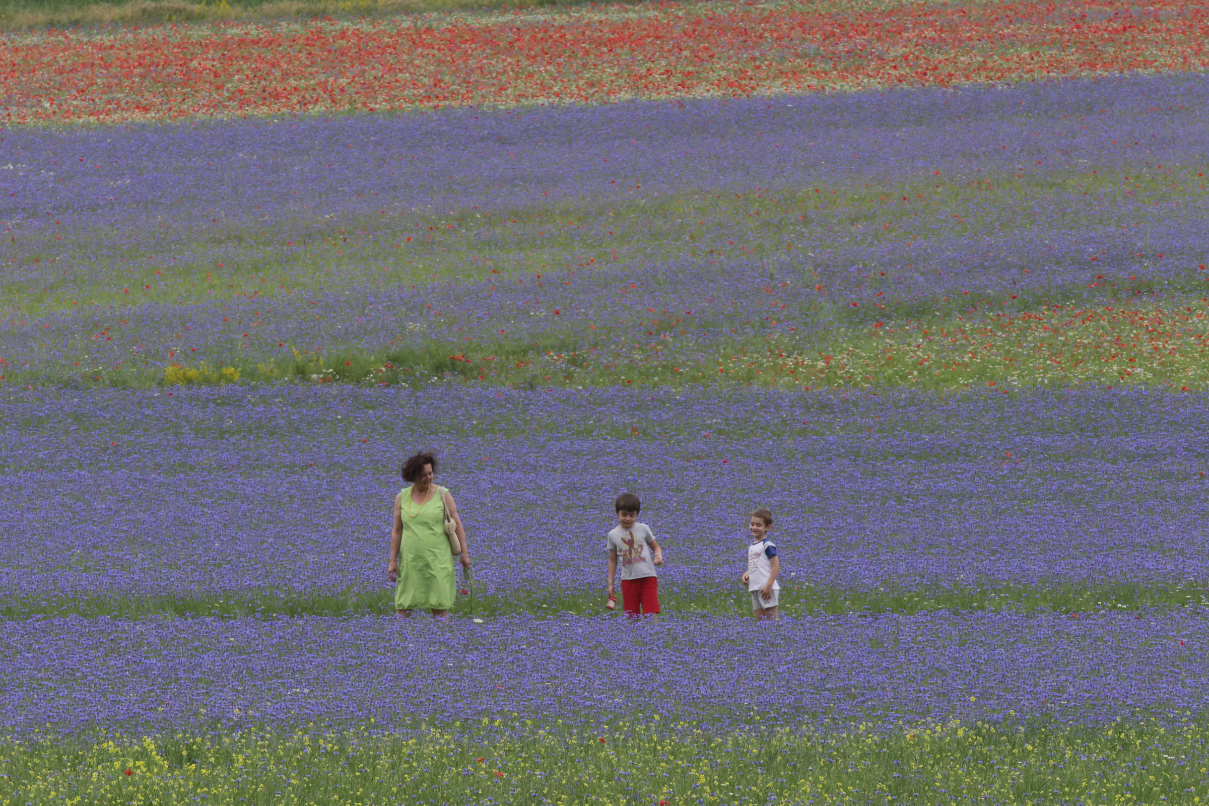 La Felicita 'Colours