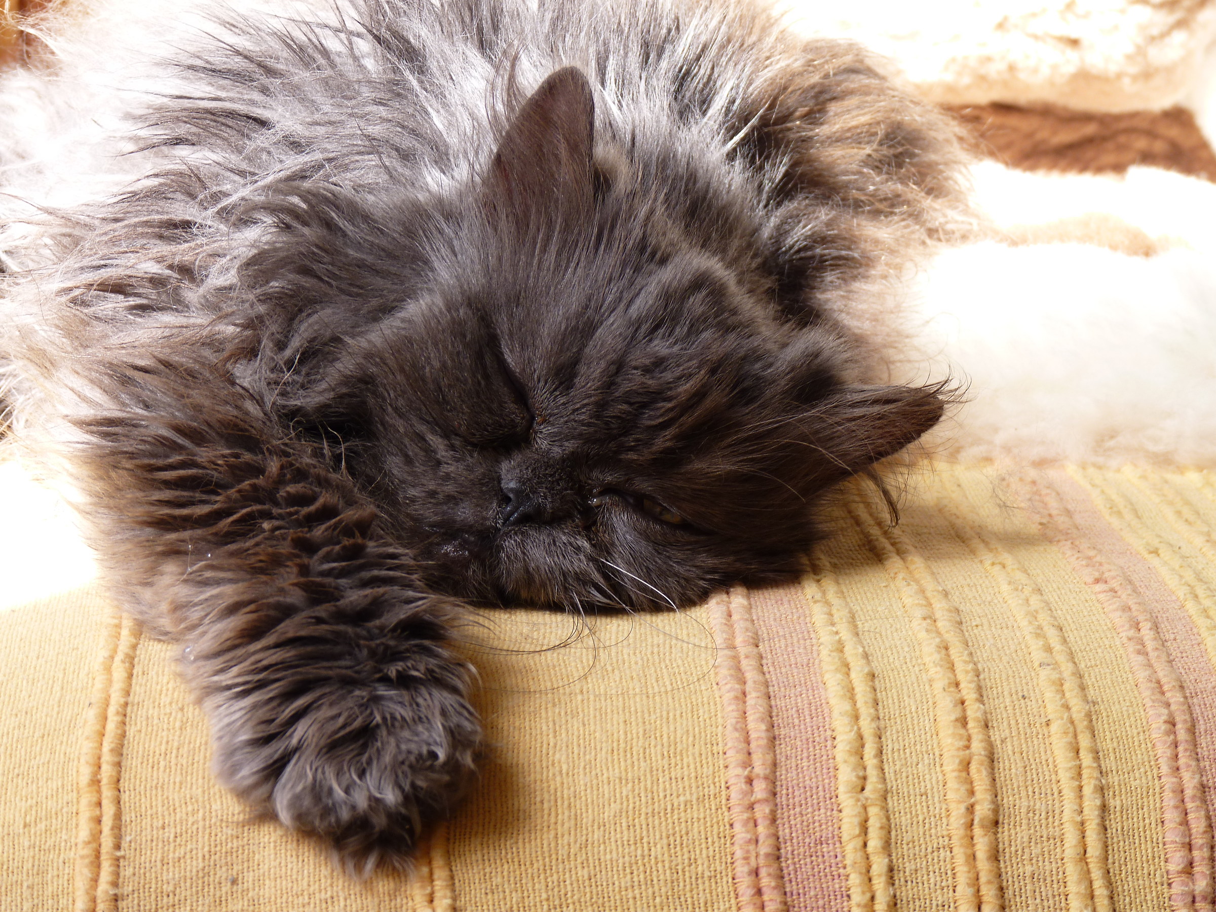 Duchessa..bella dormant