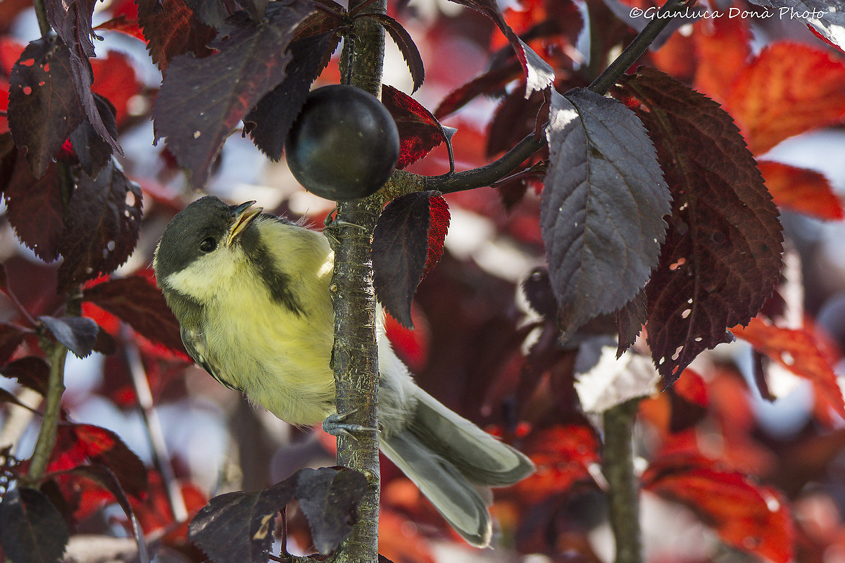 The titmouse and the plum ...