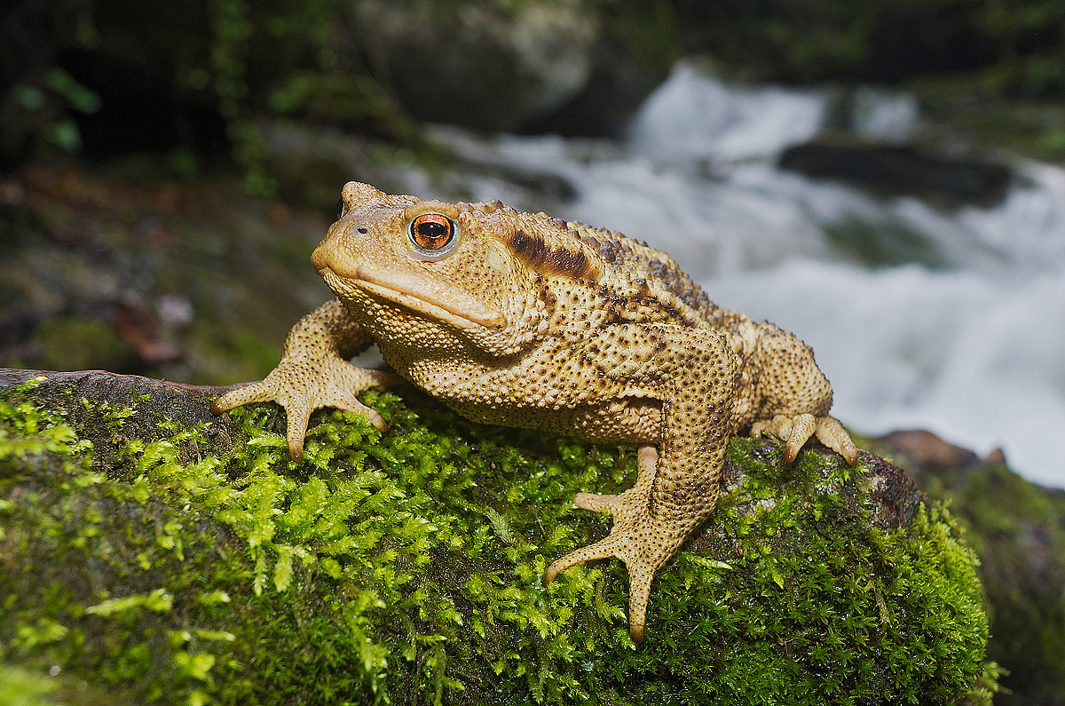 Bufo bufo (Linnaeus, 1758) - Bufonidae