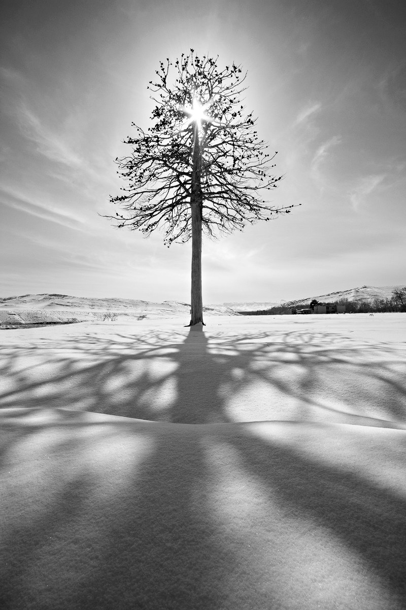 Alone Tree