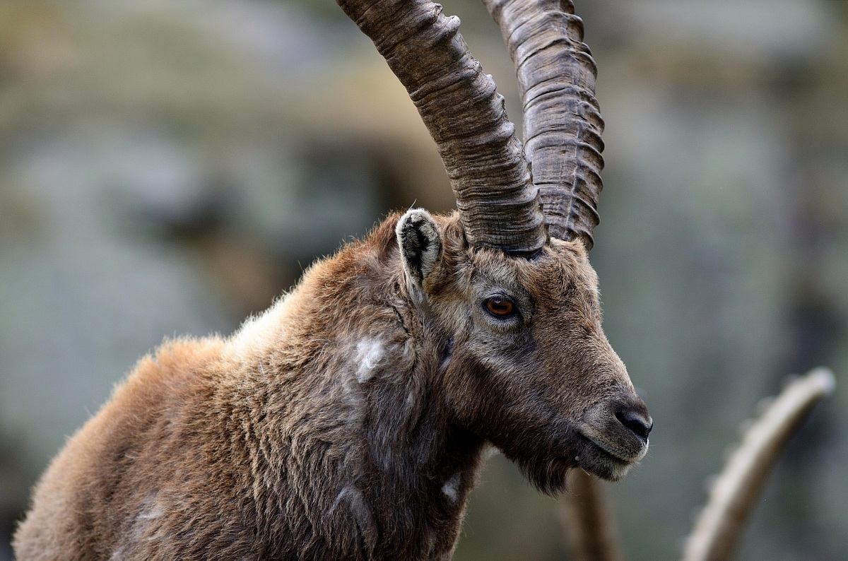Ibex in the Gran Paradiso National Park