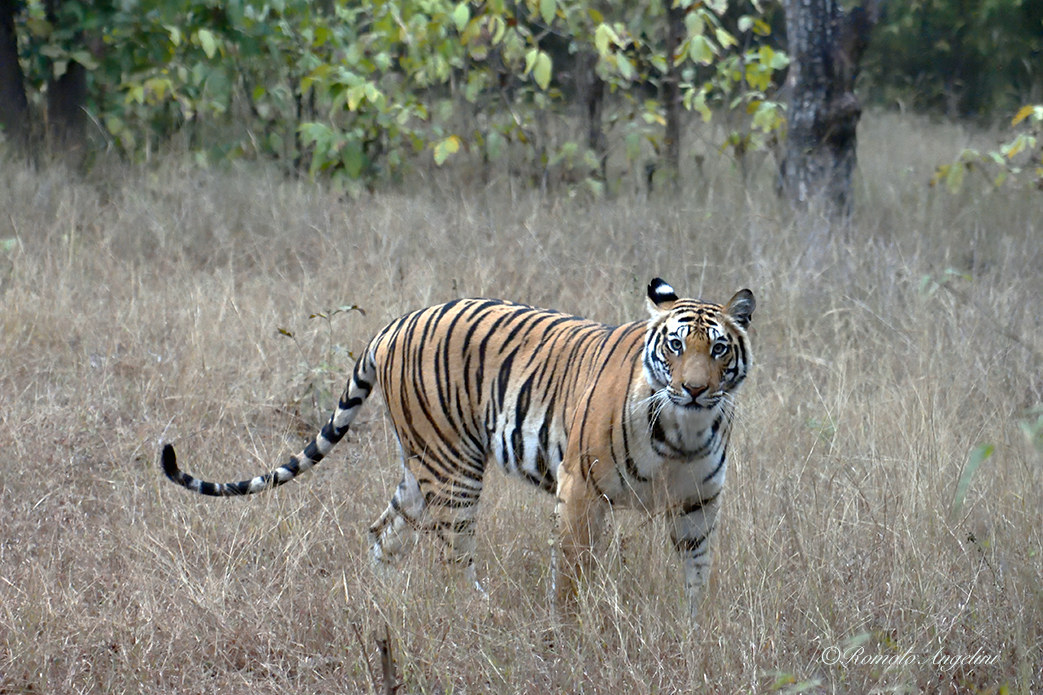 India Jungle of Bandhavagah