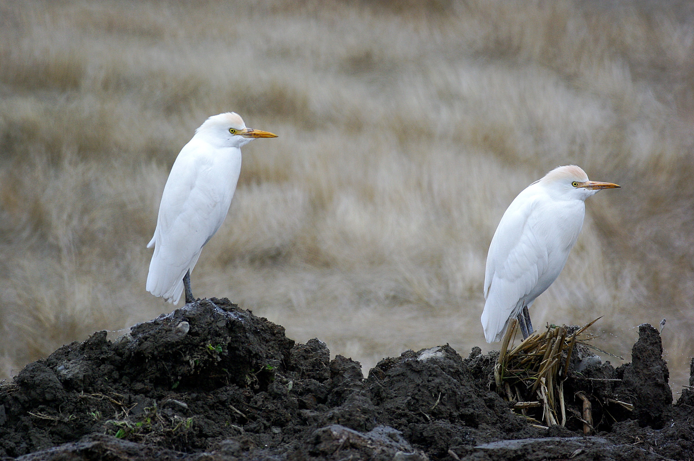 Egrets
