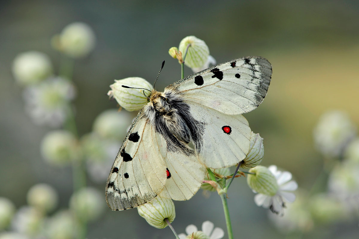 Parnassius phoebus