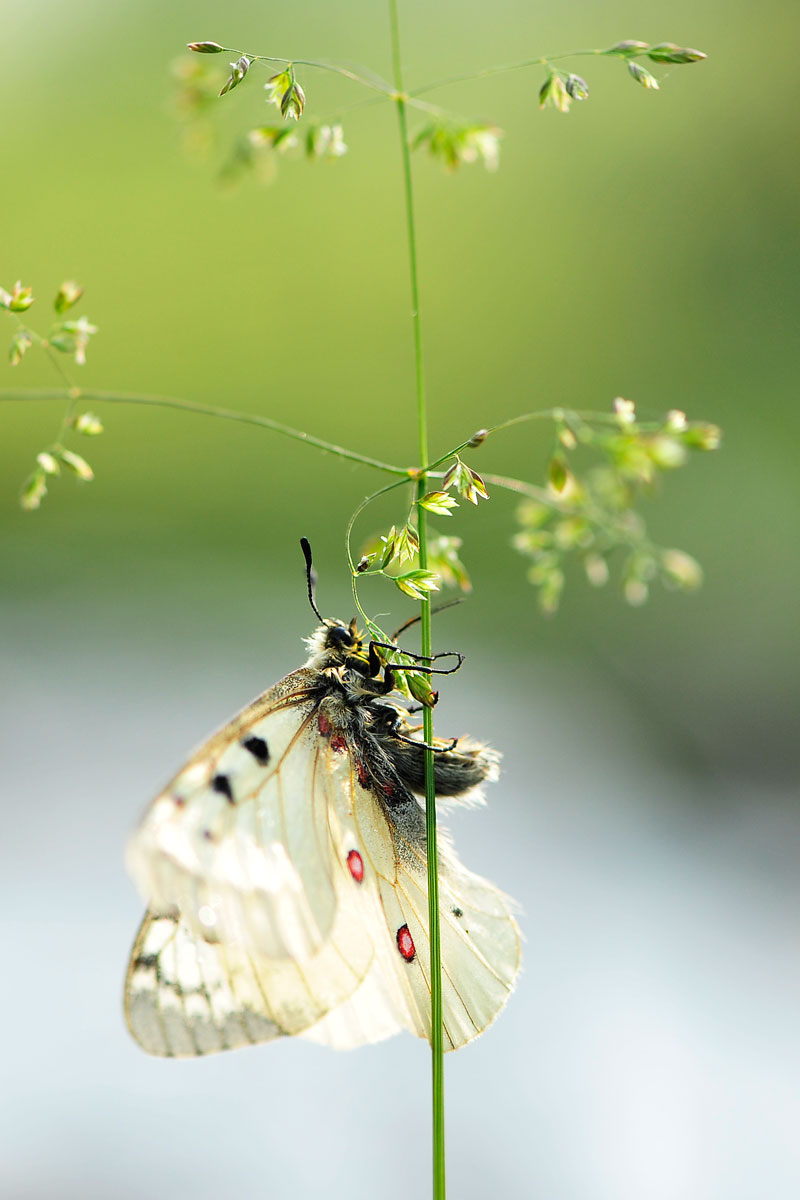 Parnassius phoebus - Apollo