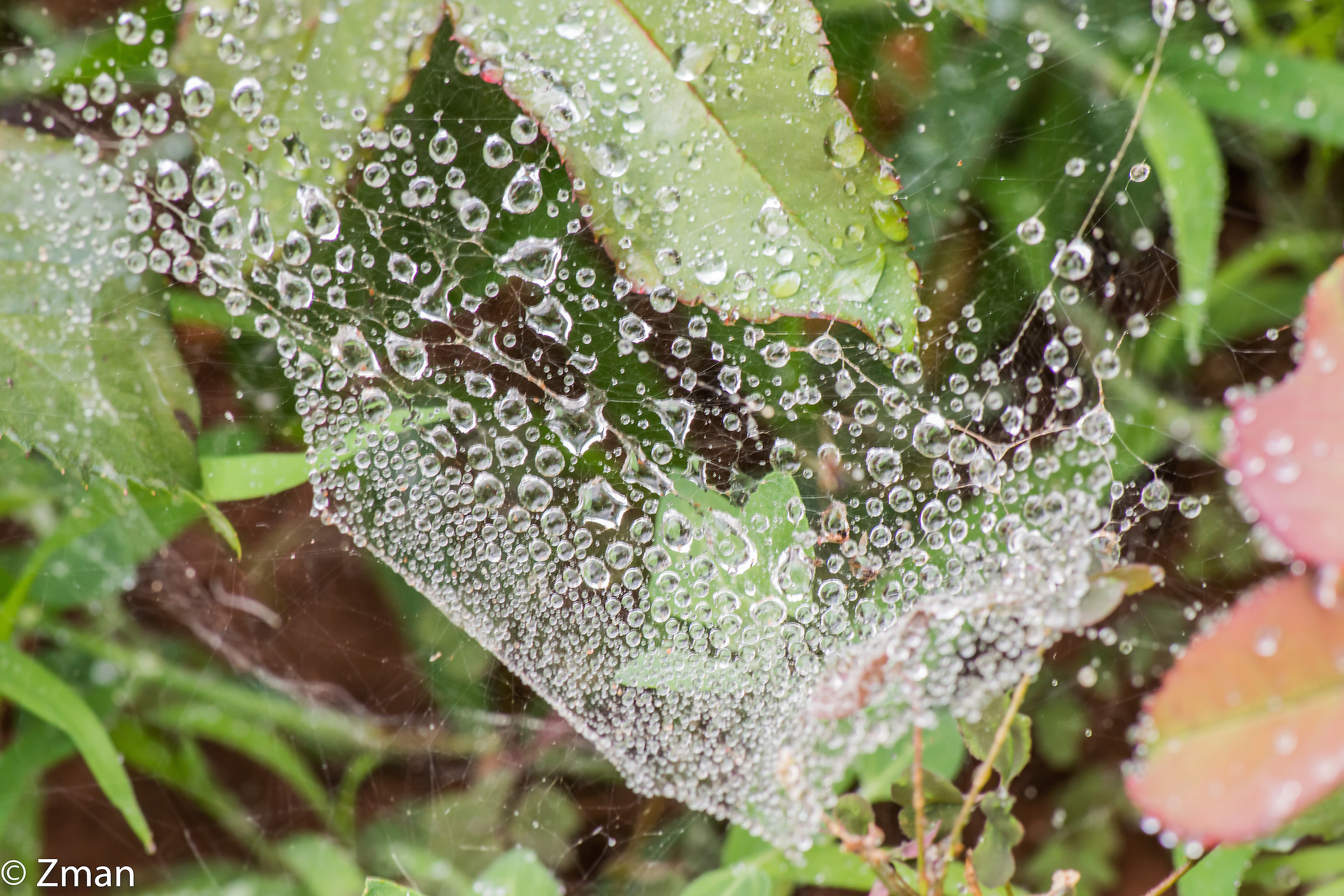 Water Droplets on Spider Web