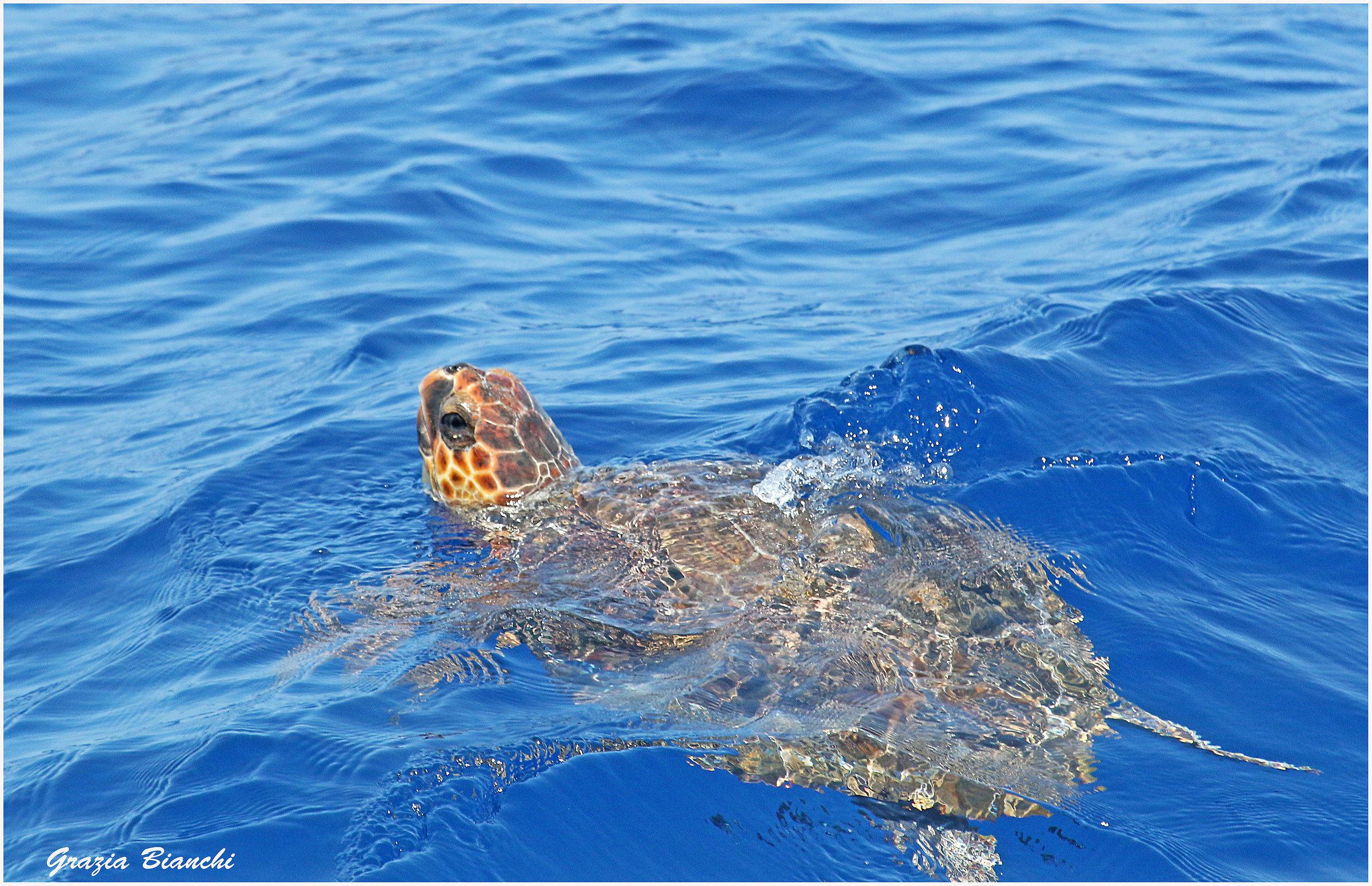 Tartaruga marina - area cetacei - Liguria