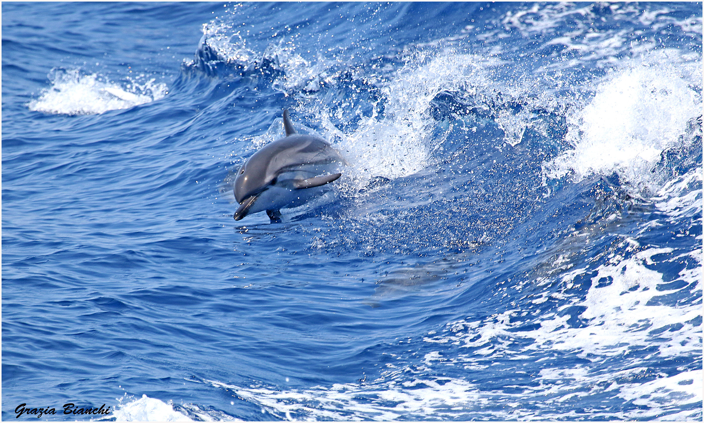 Delfino area cetacei - Liguria