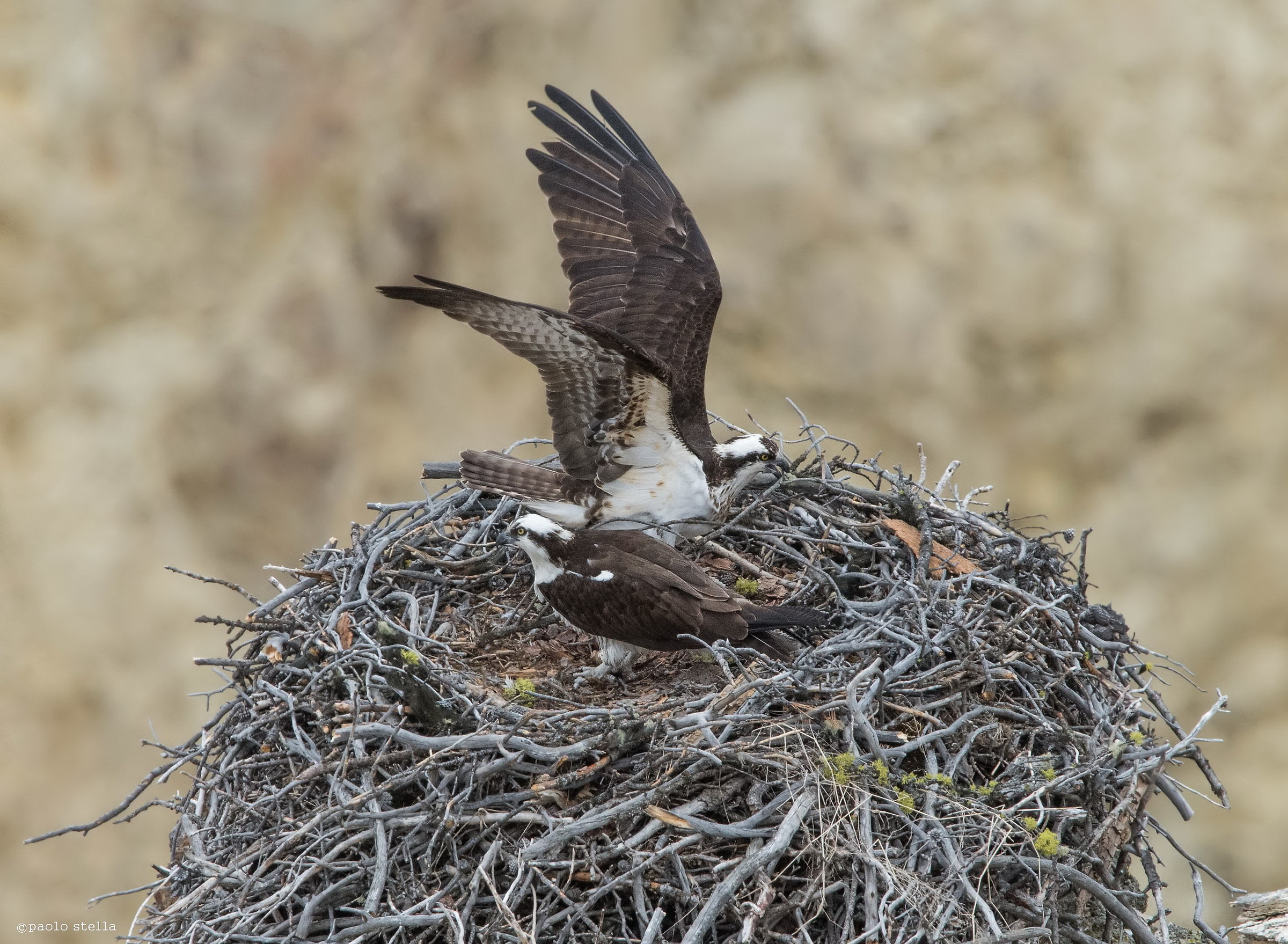 osprey in the nest