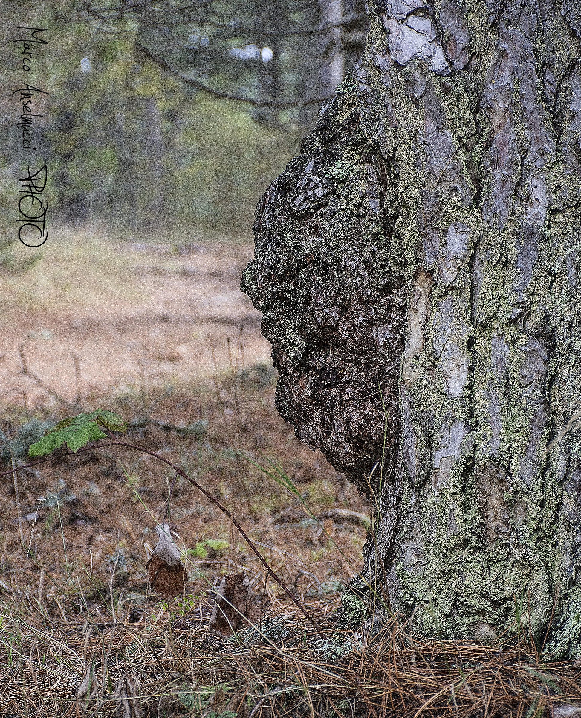 Un meraviglioso albero della nostra Sila (cs)