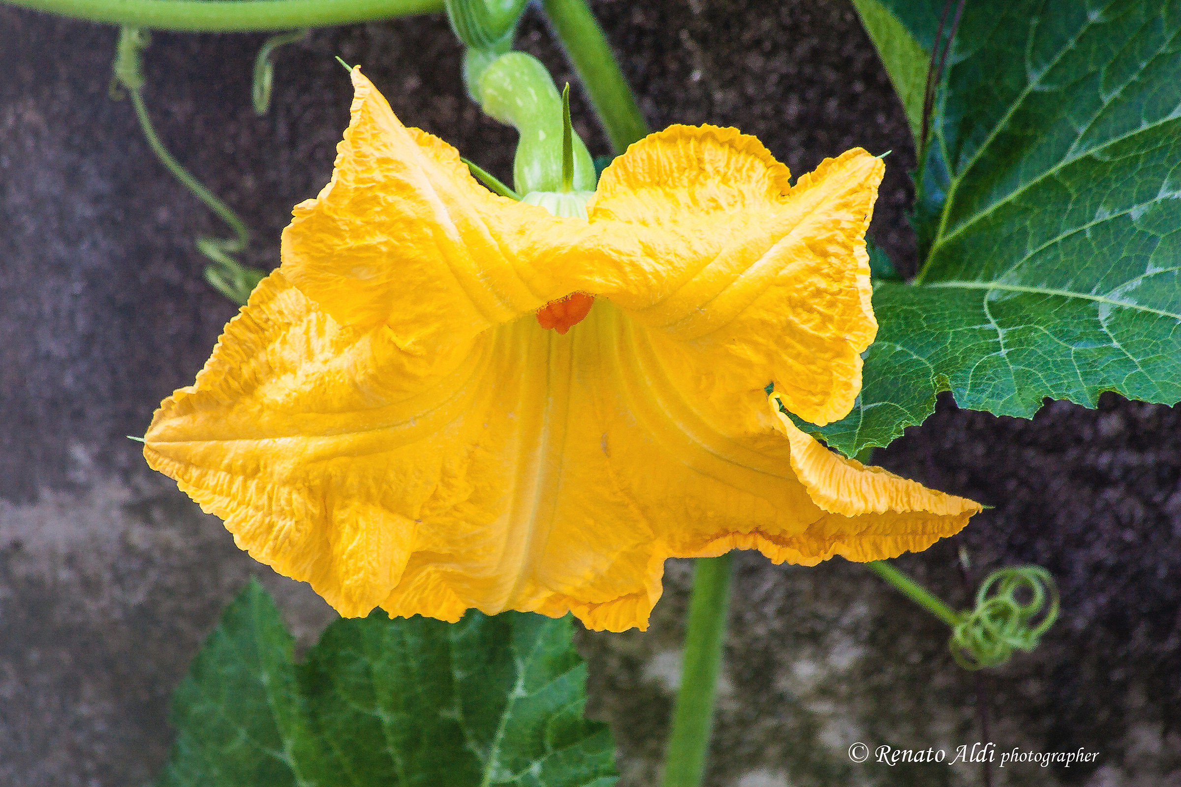 Pumpkin flower