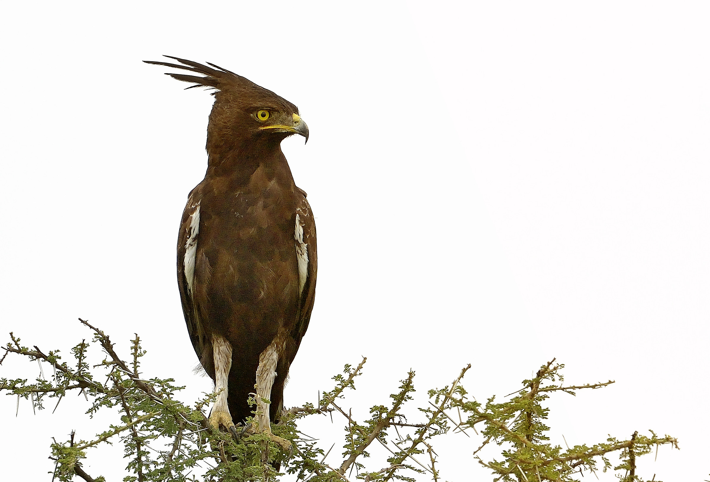 Tanzania 2015 - Aquila dal ciuffo