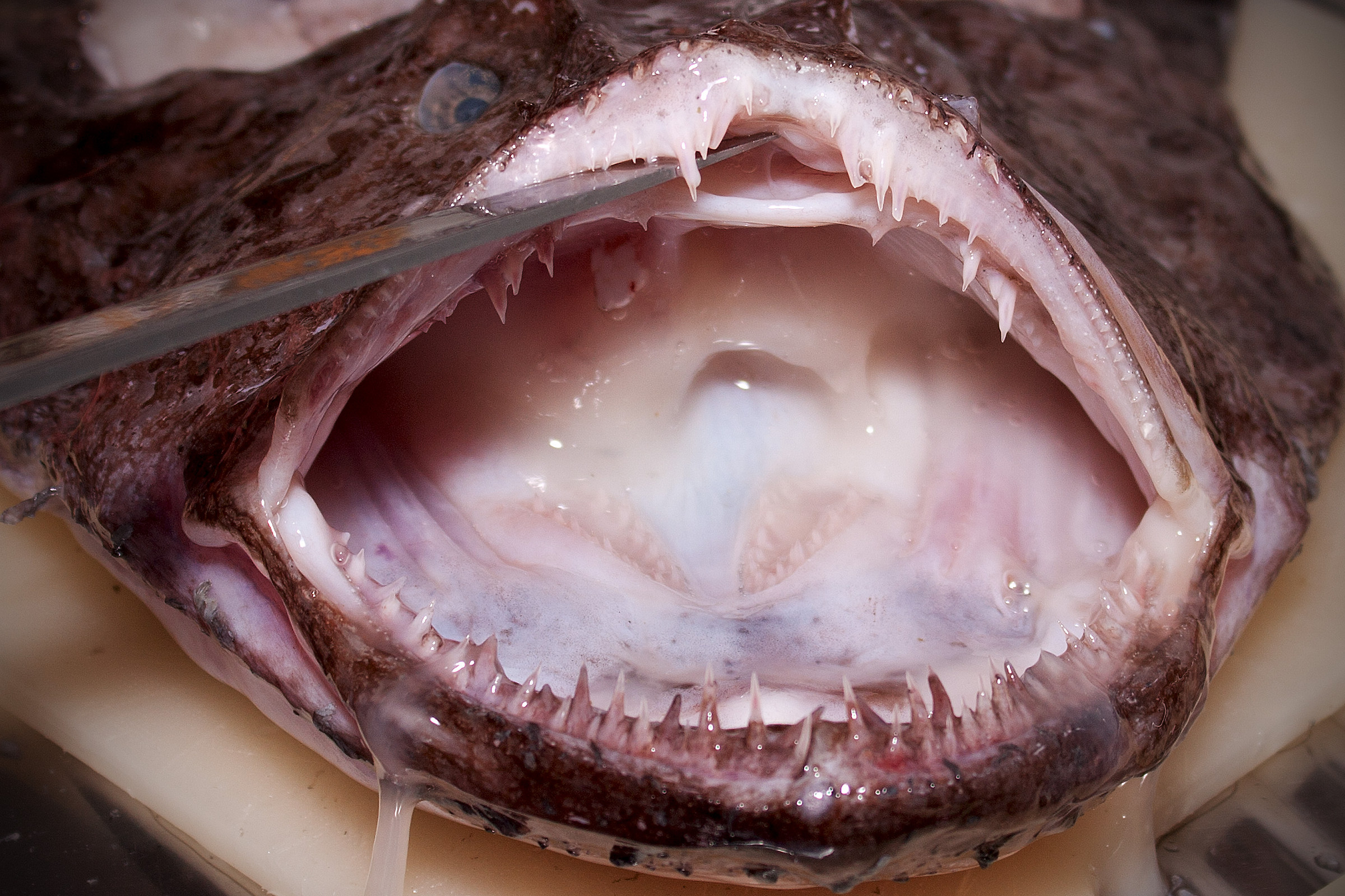 Monkfish