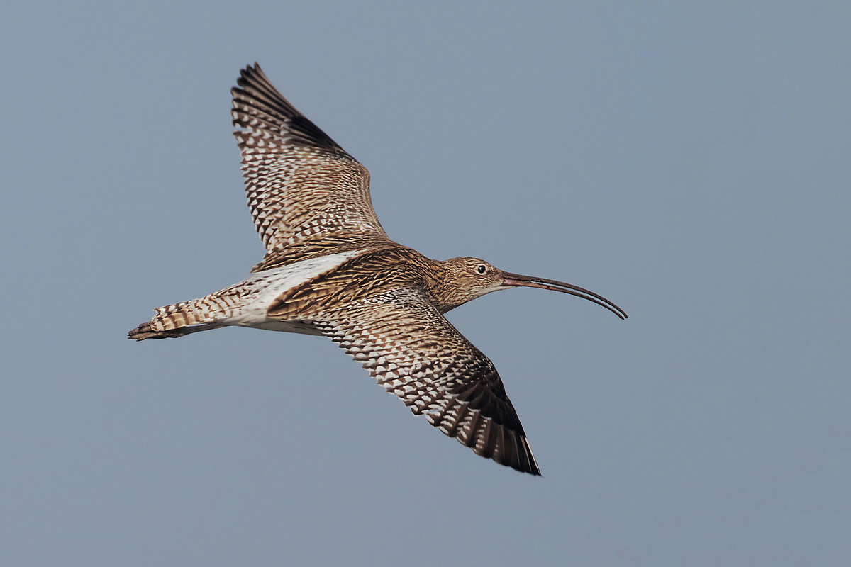 Curlew in flight