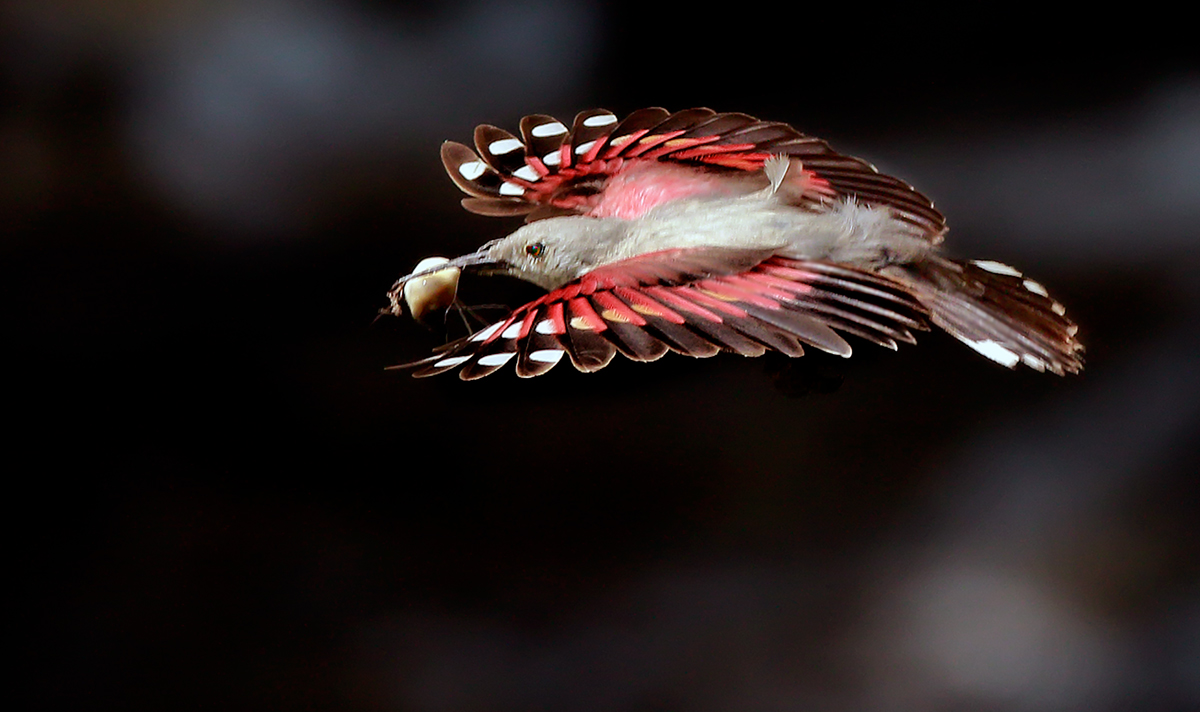 Woodpecker Muraiola: daily hygiene.