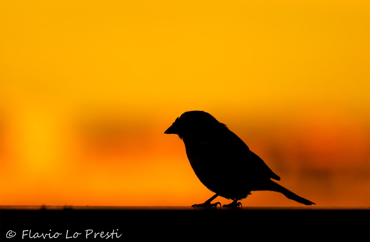 Silhouette di un passerotto