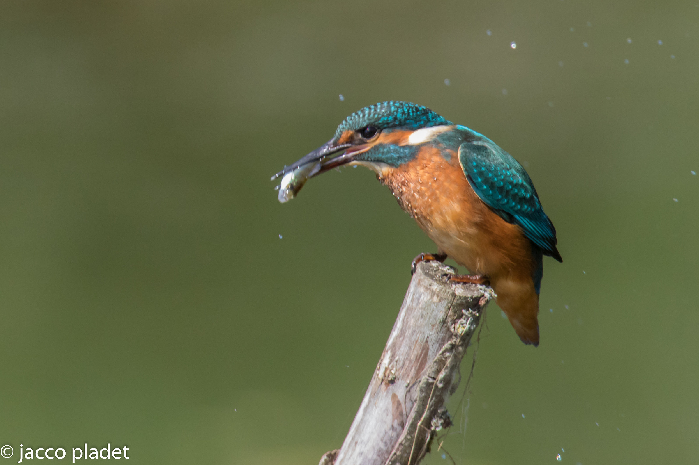 kingfisher