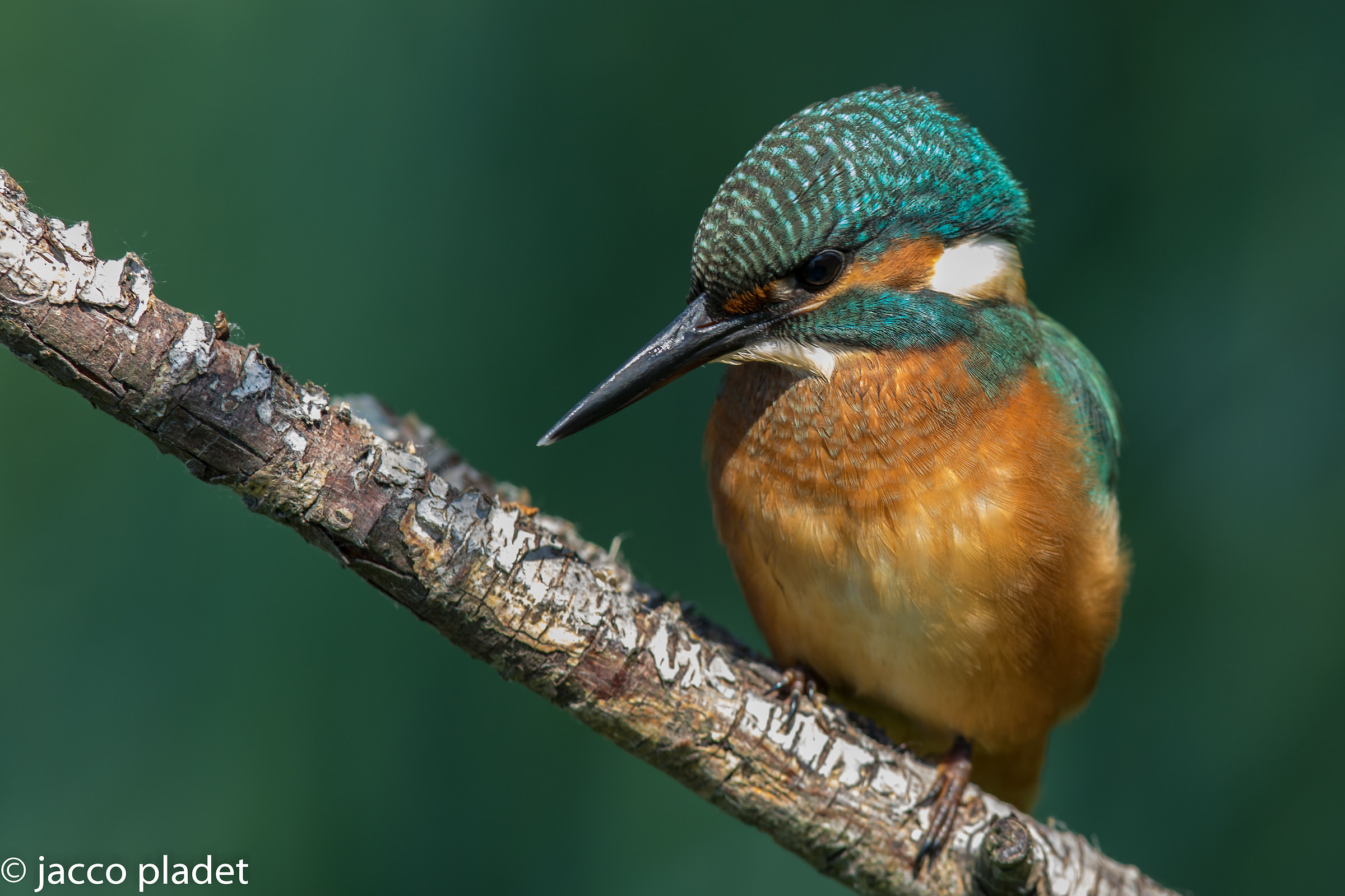 kingfisher