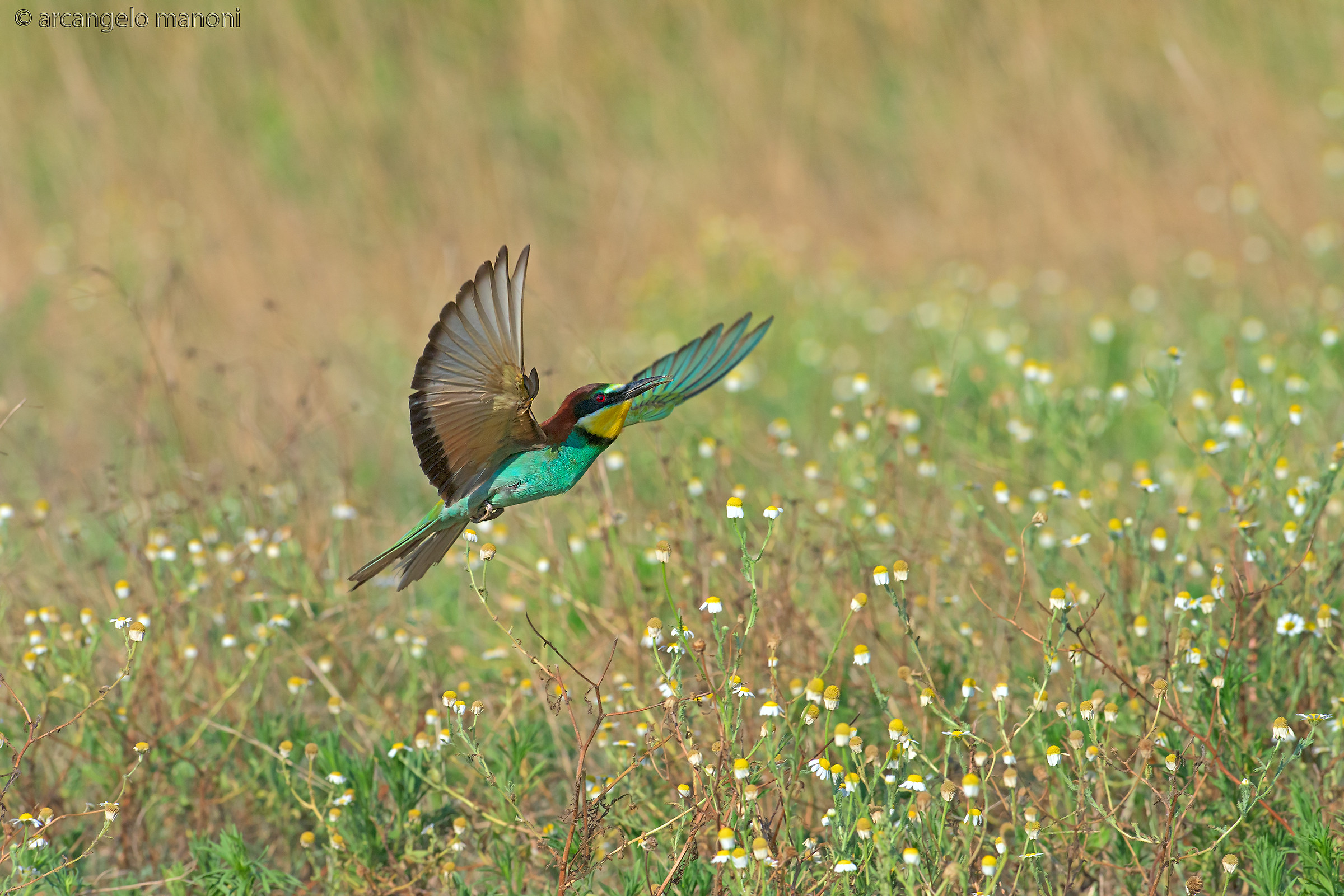 Il miracolo del volo