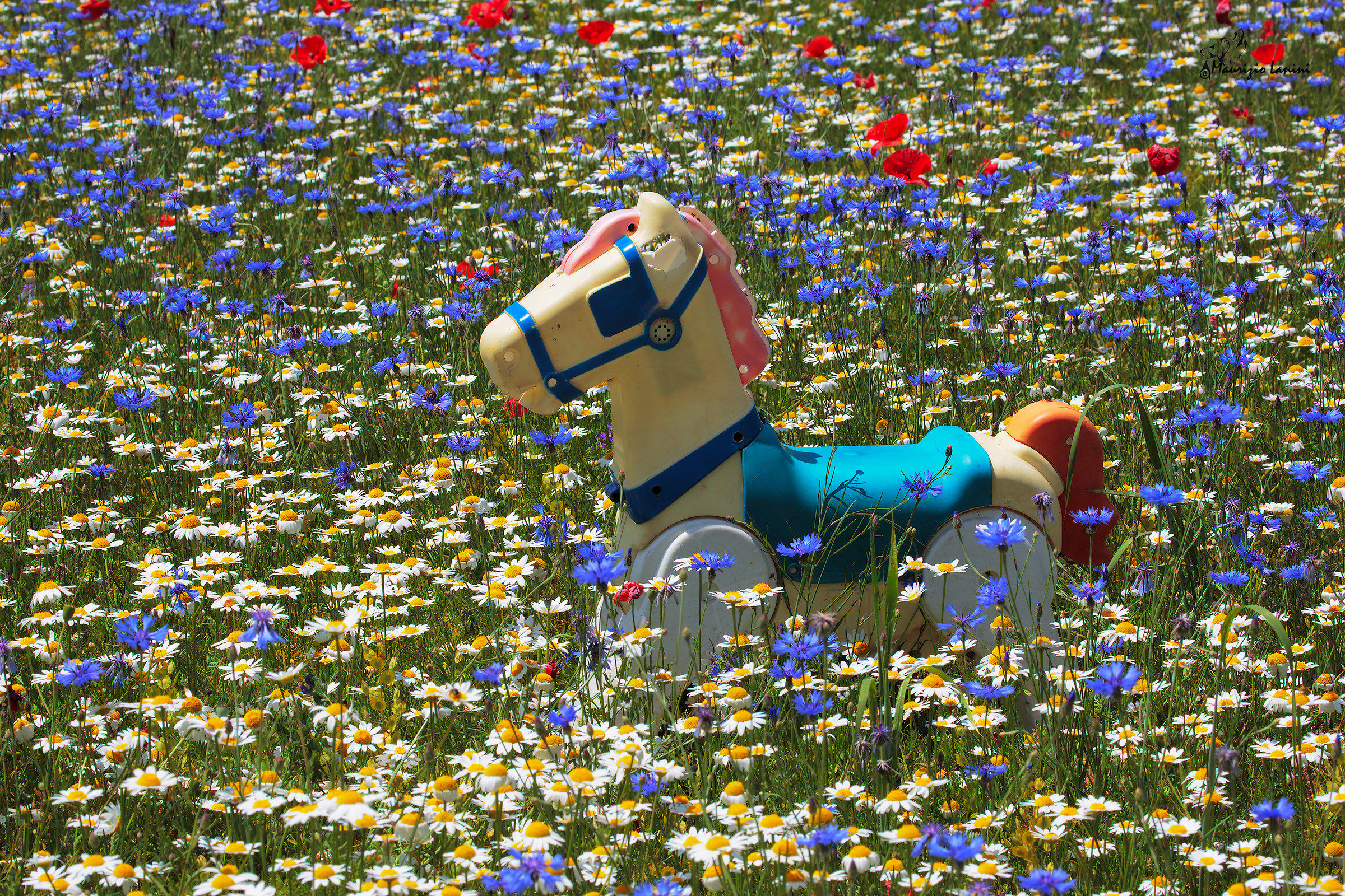 Perso tra i fiori ( solo HD)