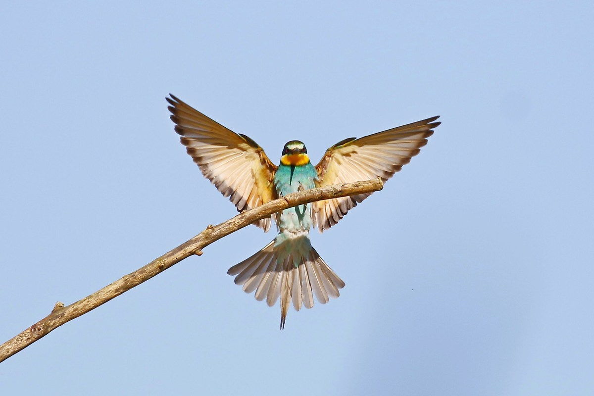 landing (or arramaggio?)