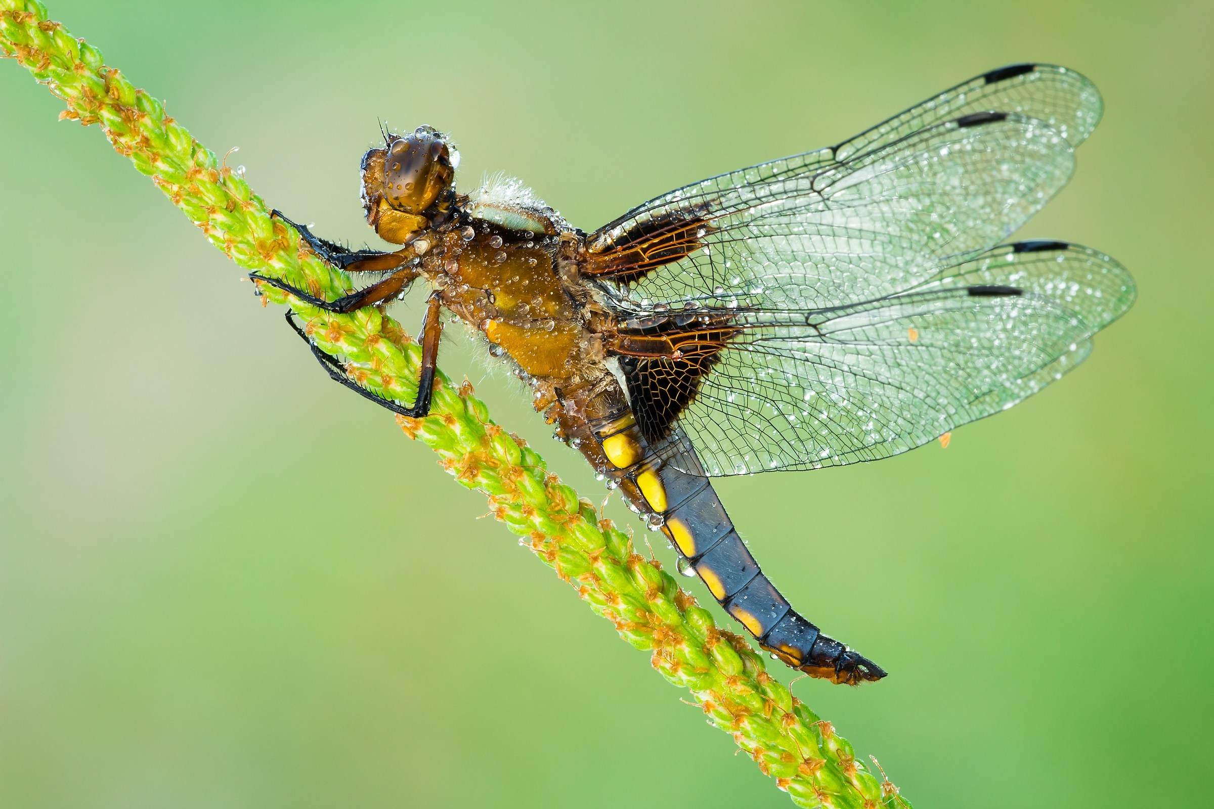 Libellula depressa
