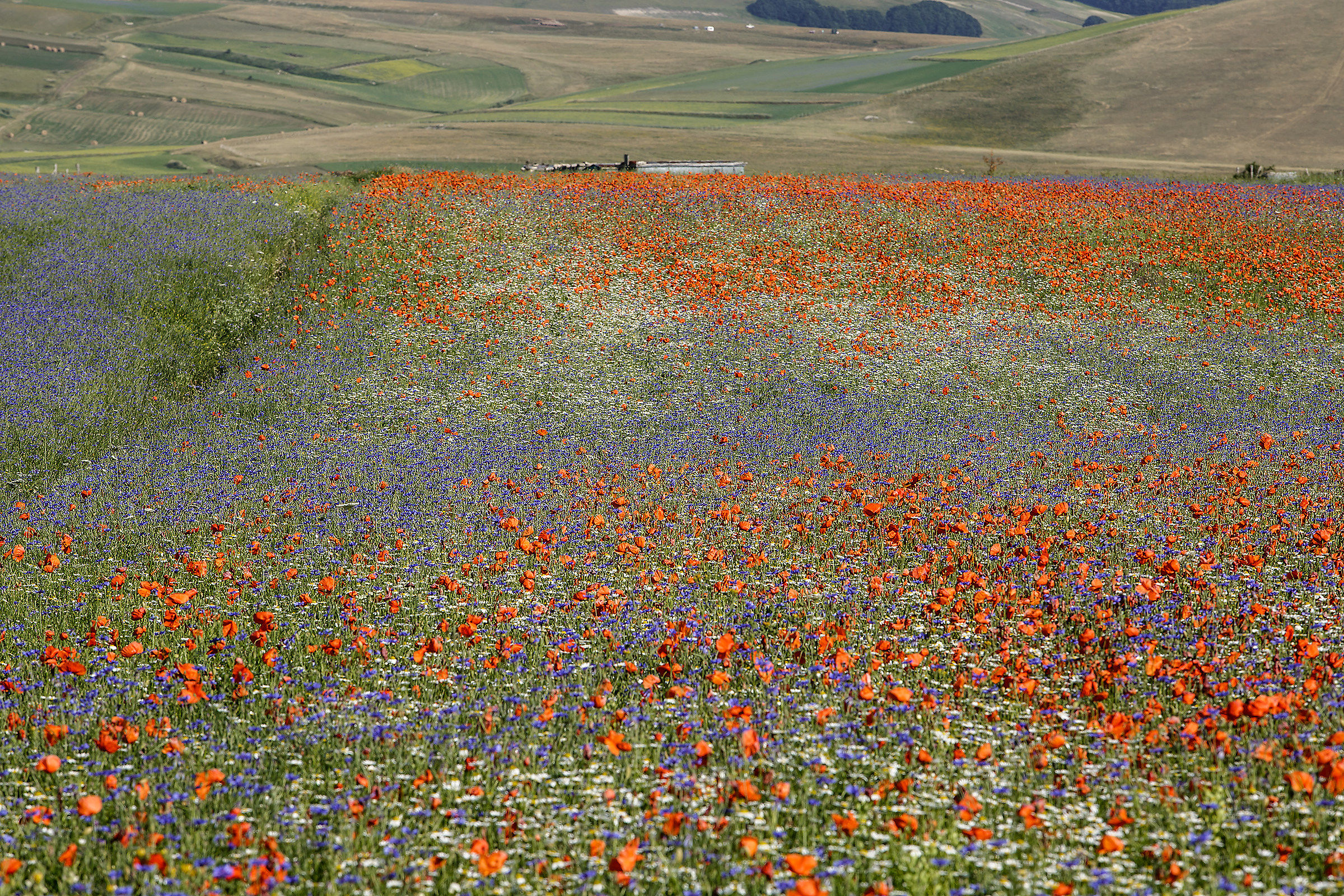 castelluccio 1