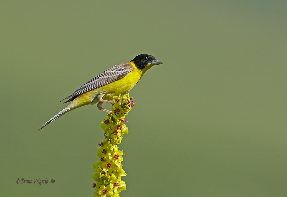 Black-headed Bunting
