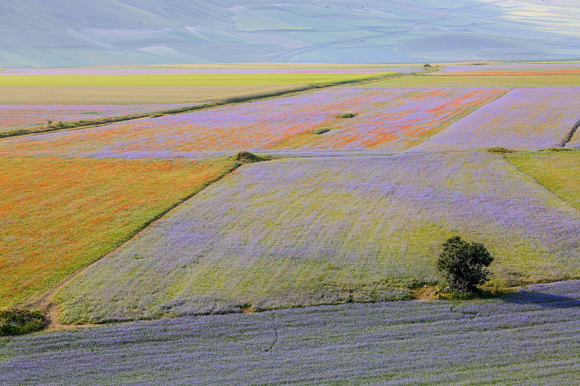 castelluccio 12