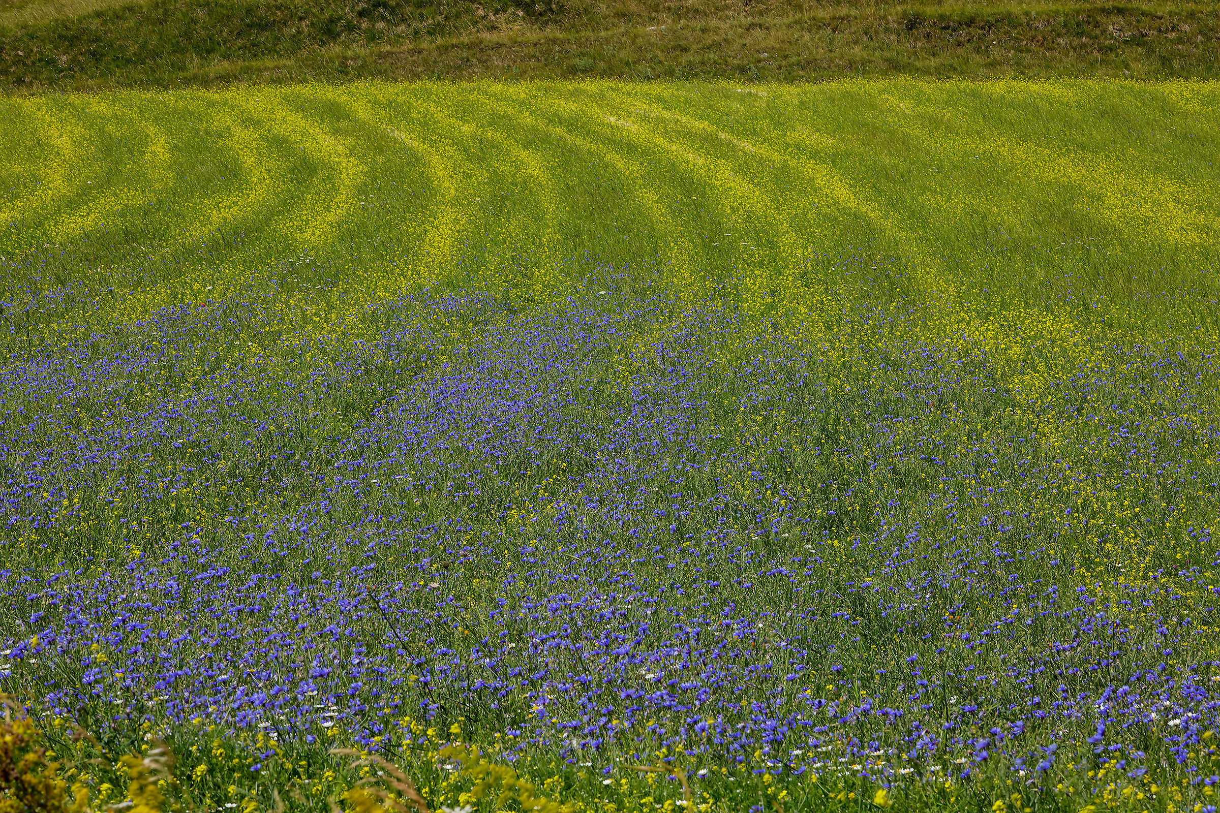 castelluccio 18