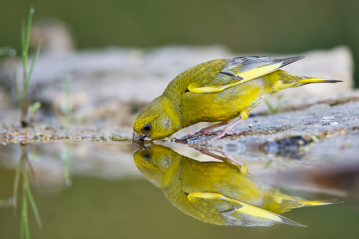 Verdone all'abbeverata