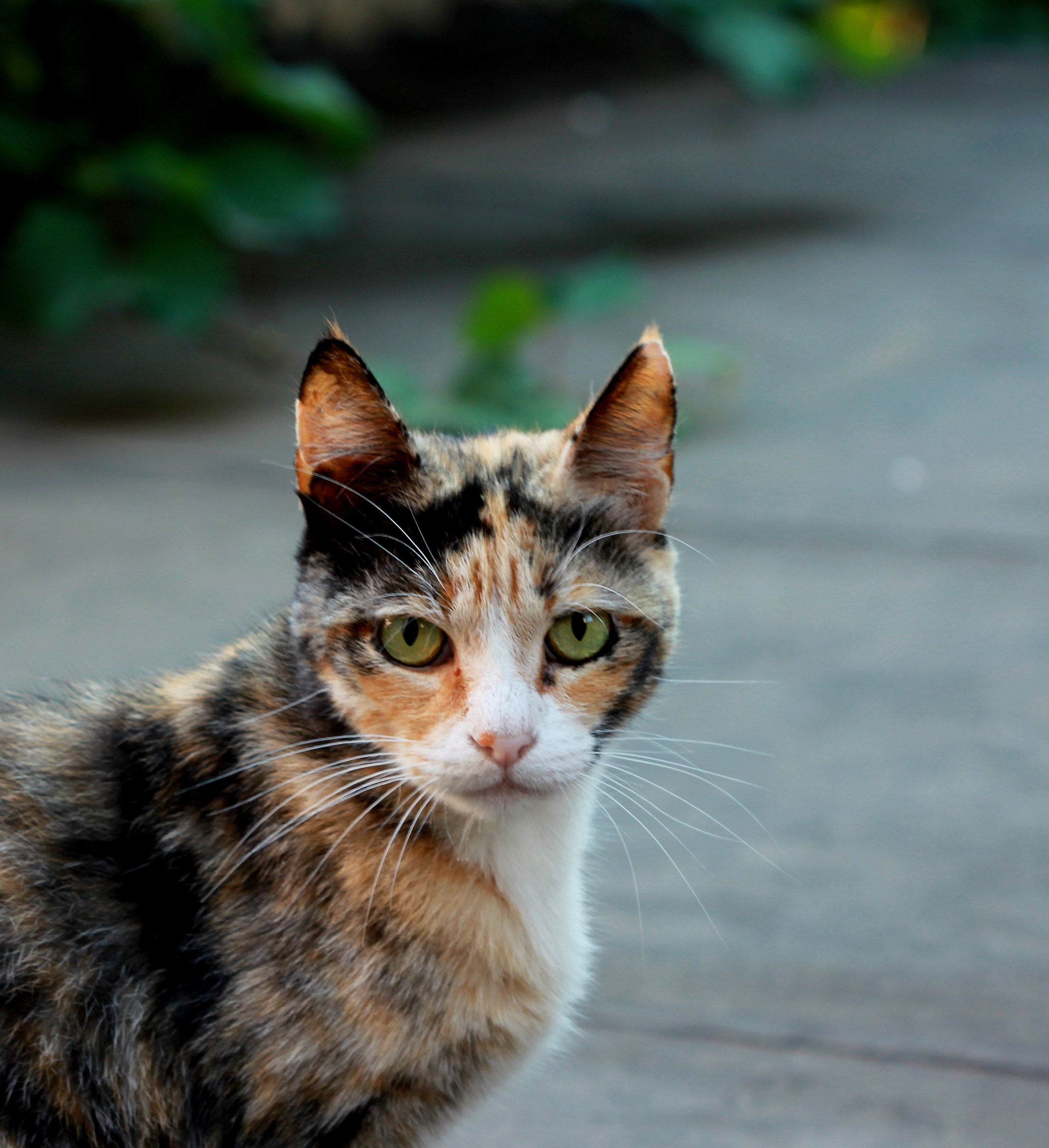 The cat of my sister