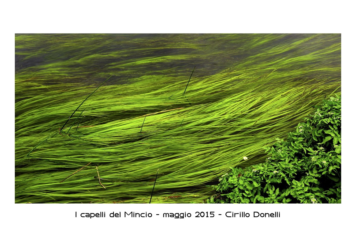 The hair of the Mincio