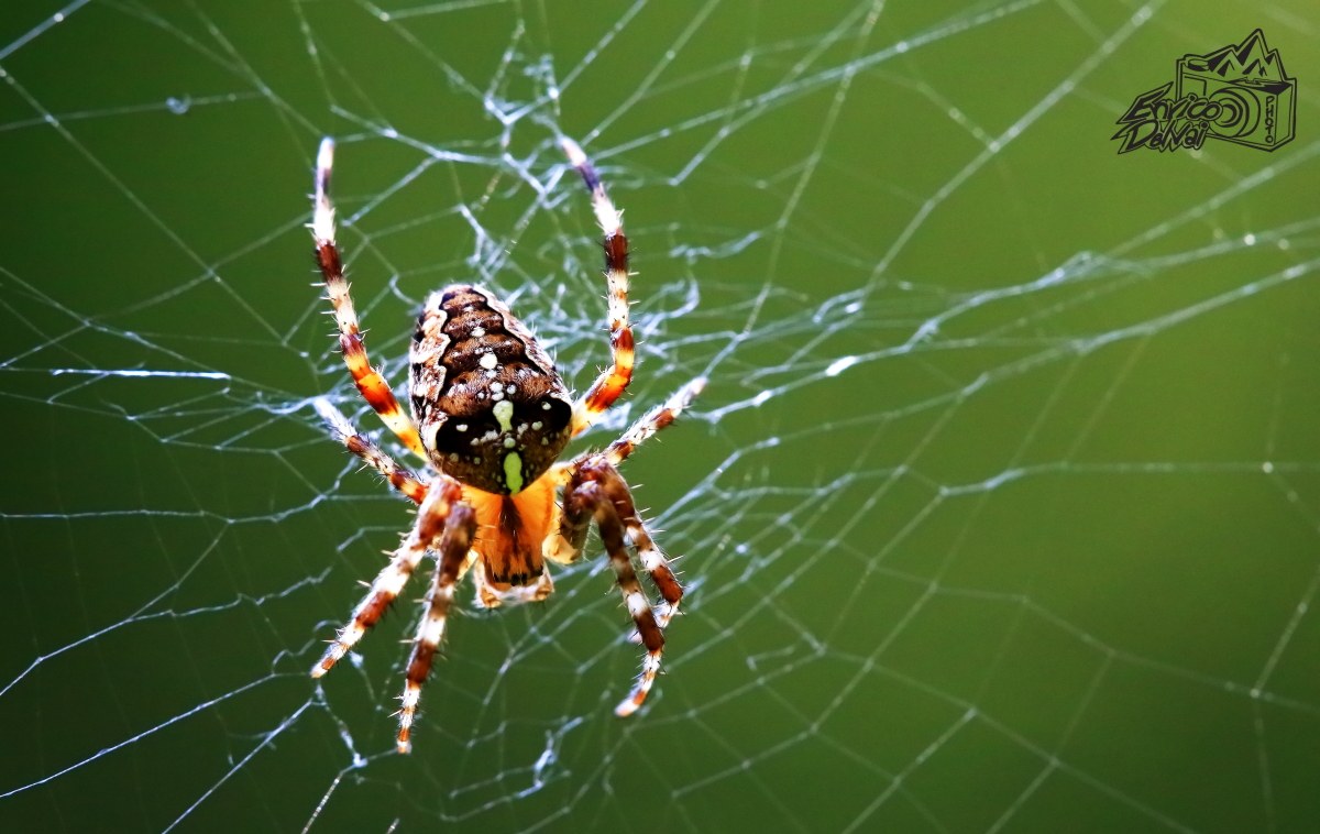 Ragno dalla croce  ( Araneus Diadematus )