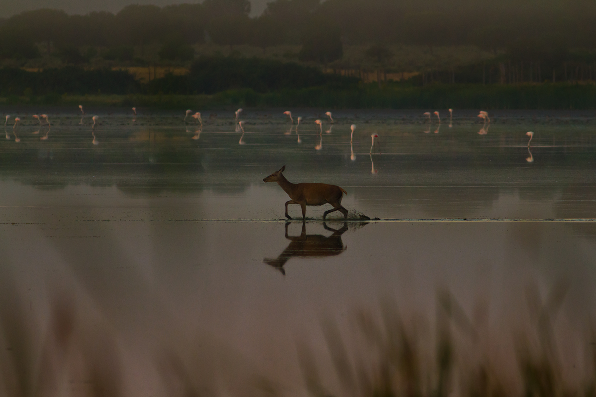 Parque National de Donana. Al sorgere del sole