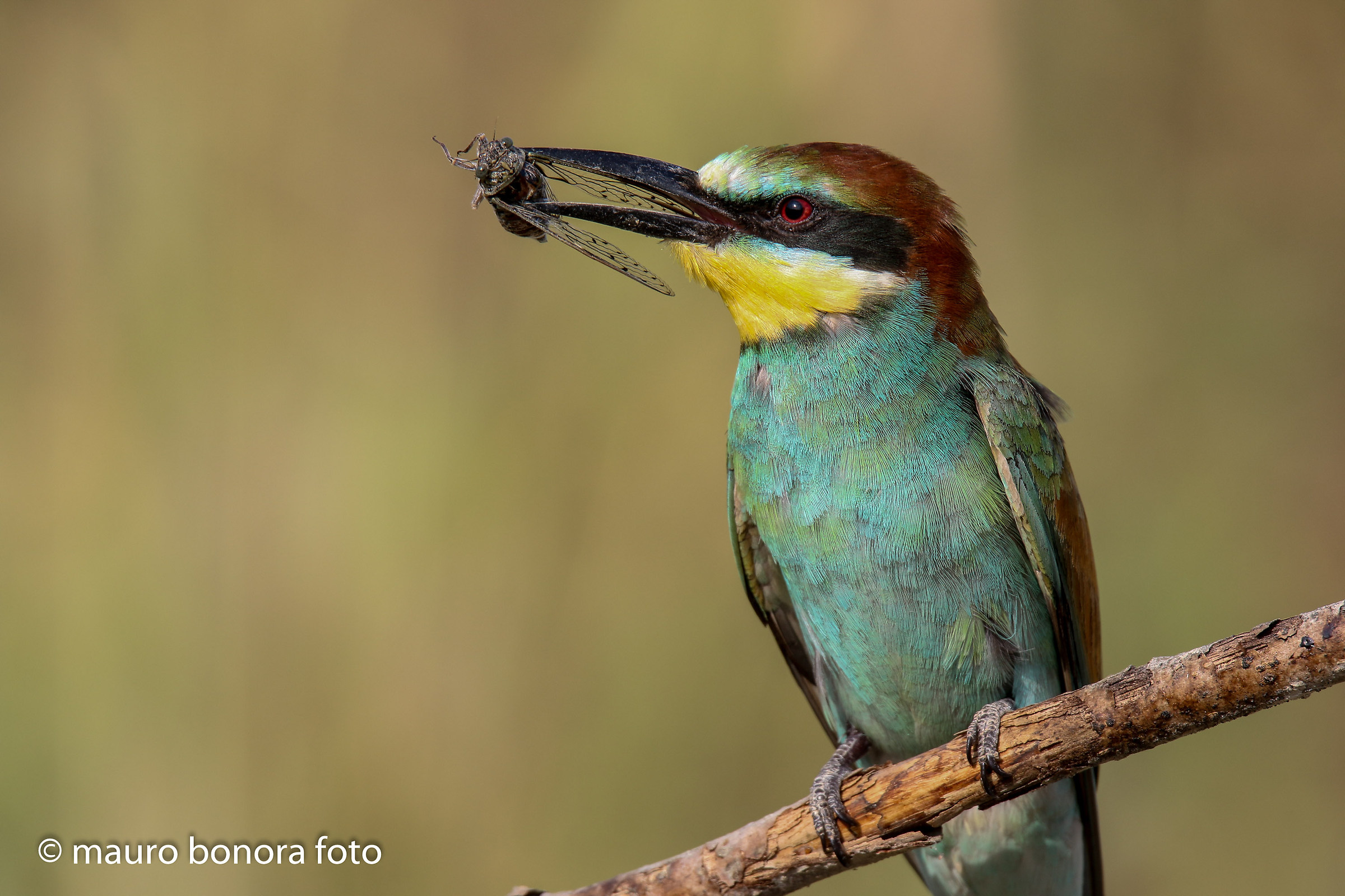 La colazione del campione