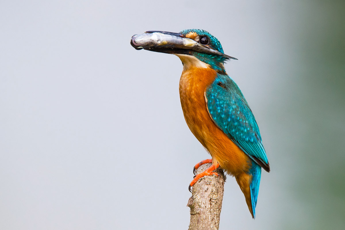 Kingfisher