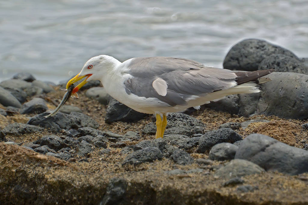 Gabbiano reale con preda