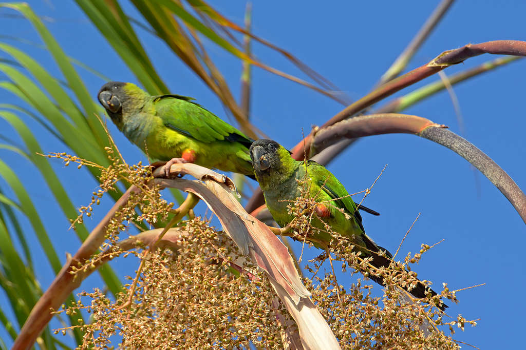 Pappagalli in libertà