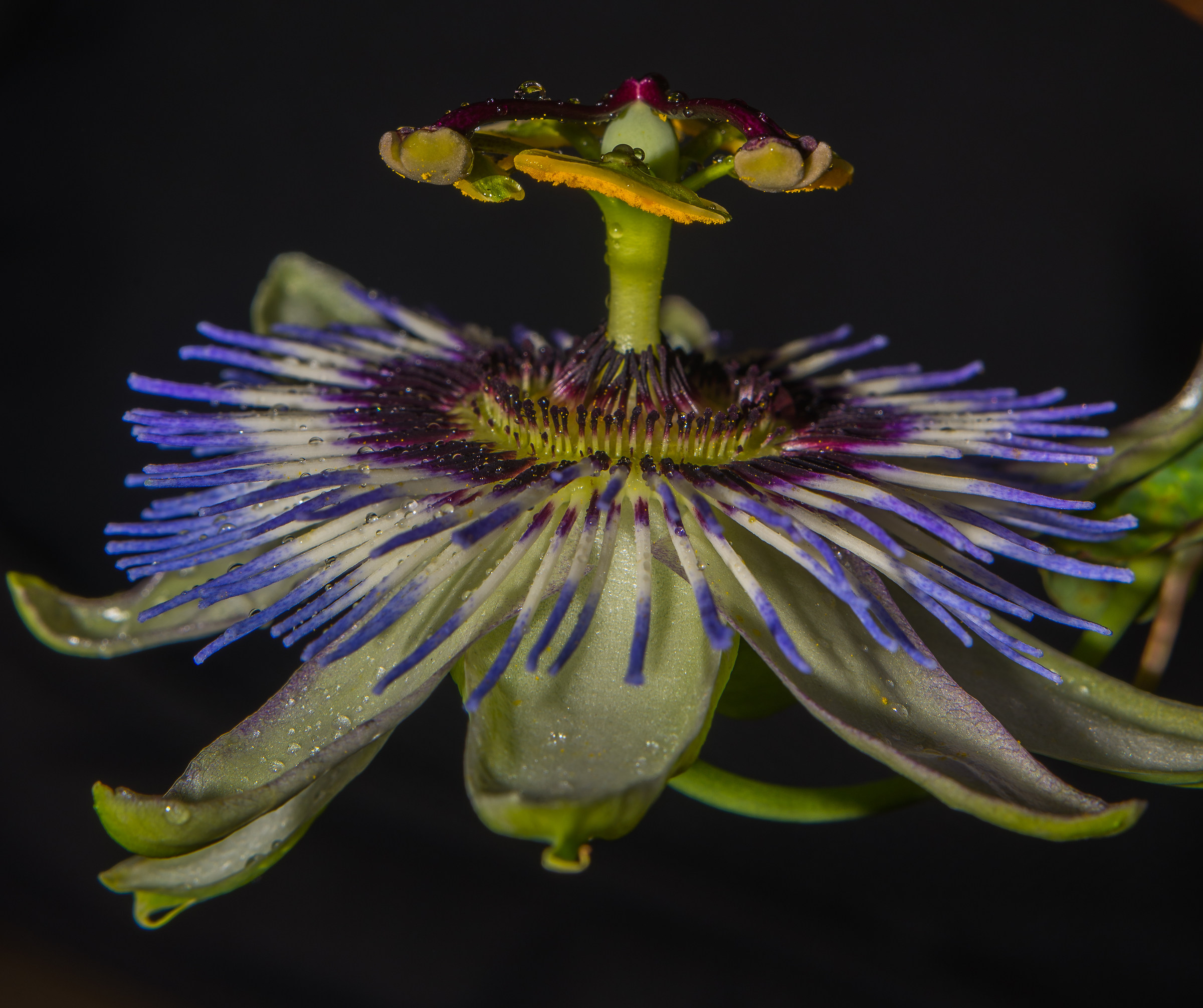 passionflower