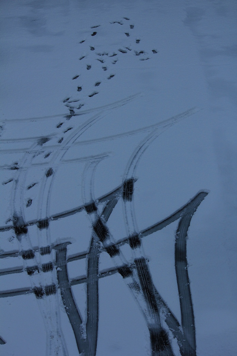 Segni di vita sulla neve