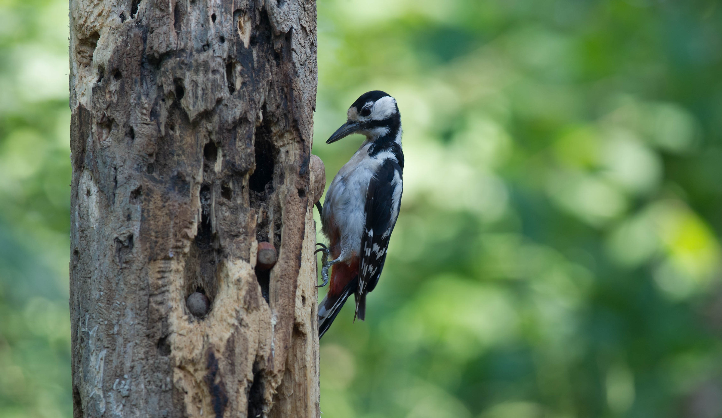 woodpecker