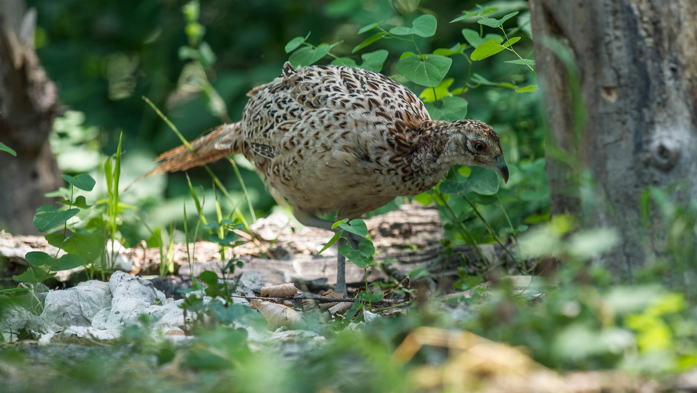 female pheasant