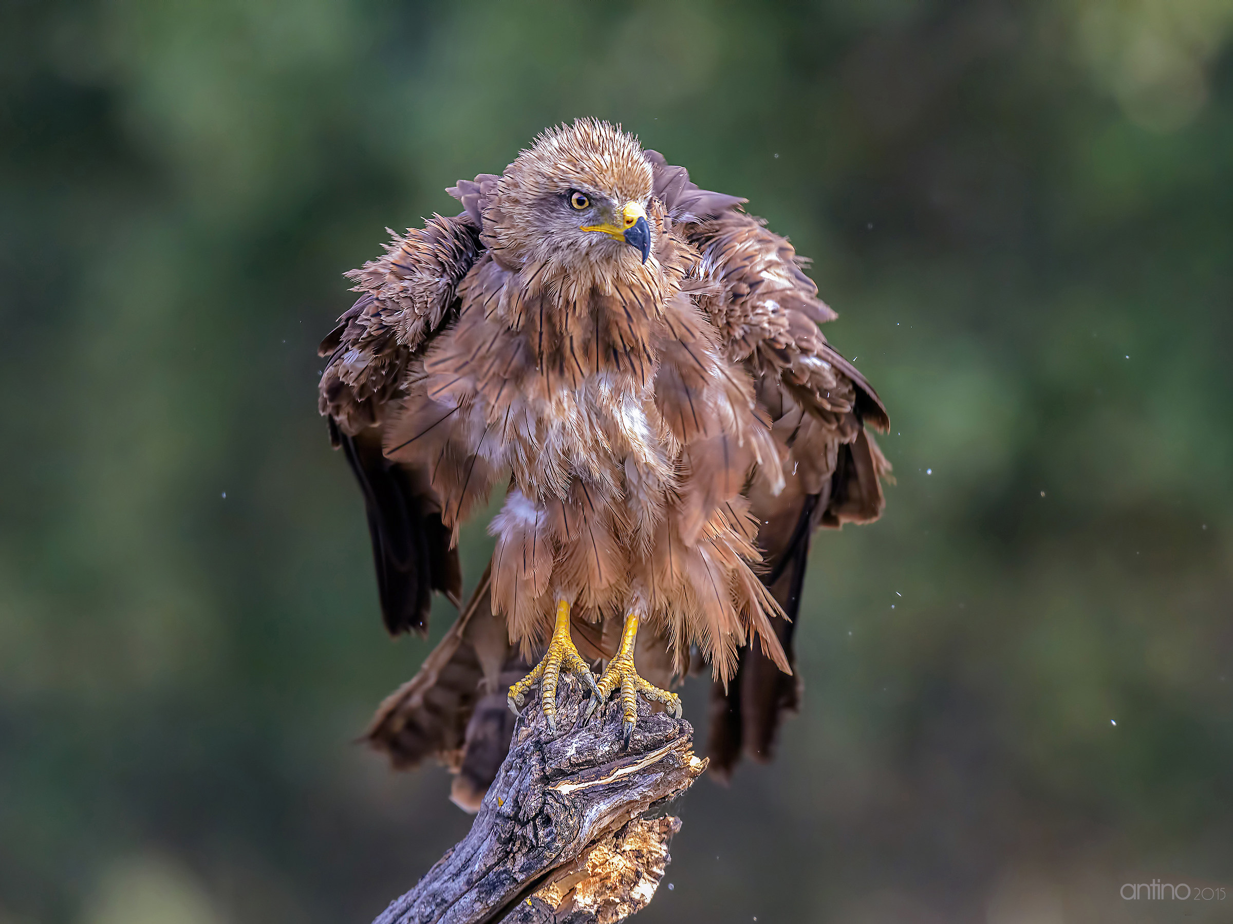 Black Kite