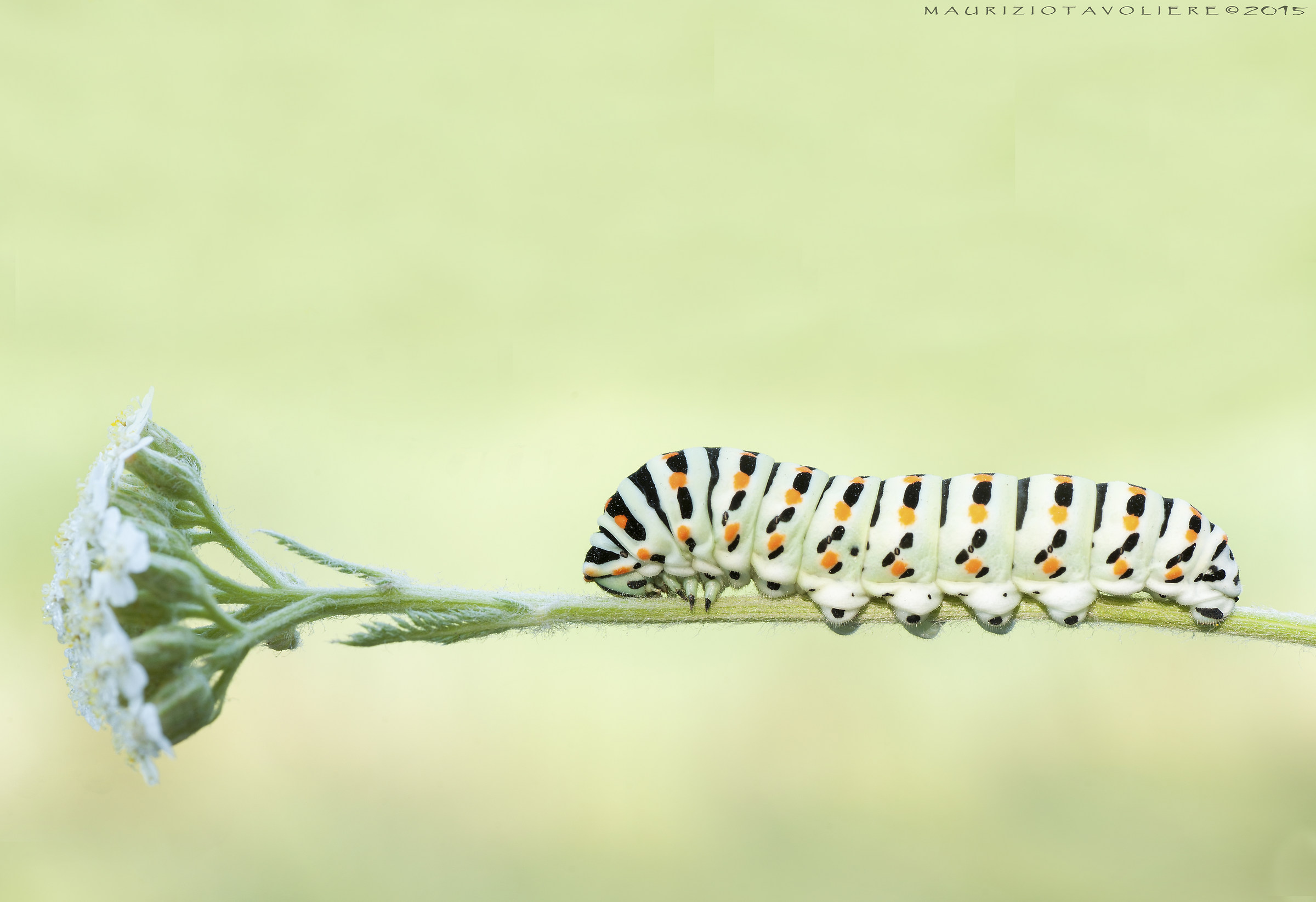Caterpillar of Papilio machaon Linnaeus, 1758